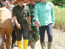 Dukung Ketahanan Pangan, Bupati Fadhil Serentak Tanam Padi ke Sawah